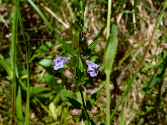{Scutellaria leonardii}